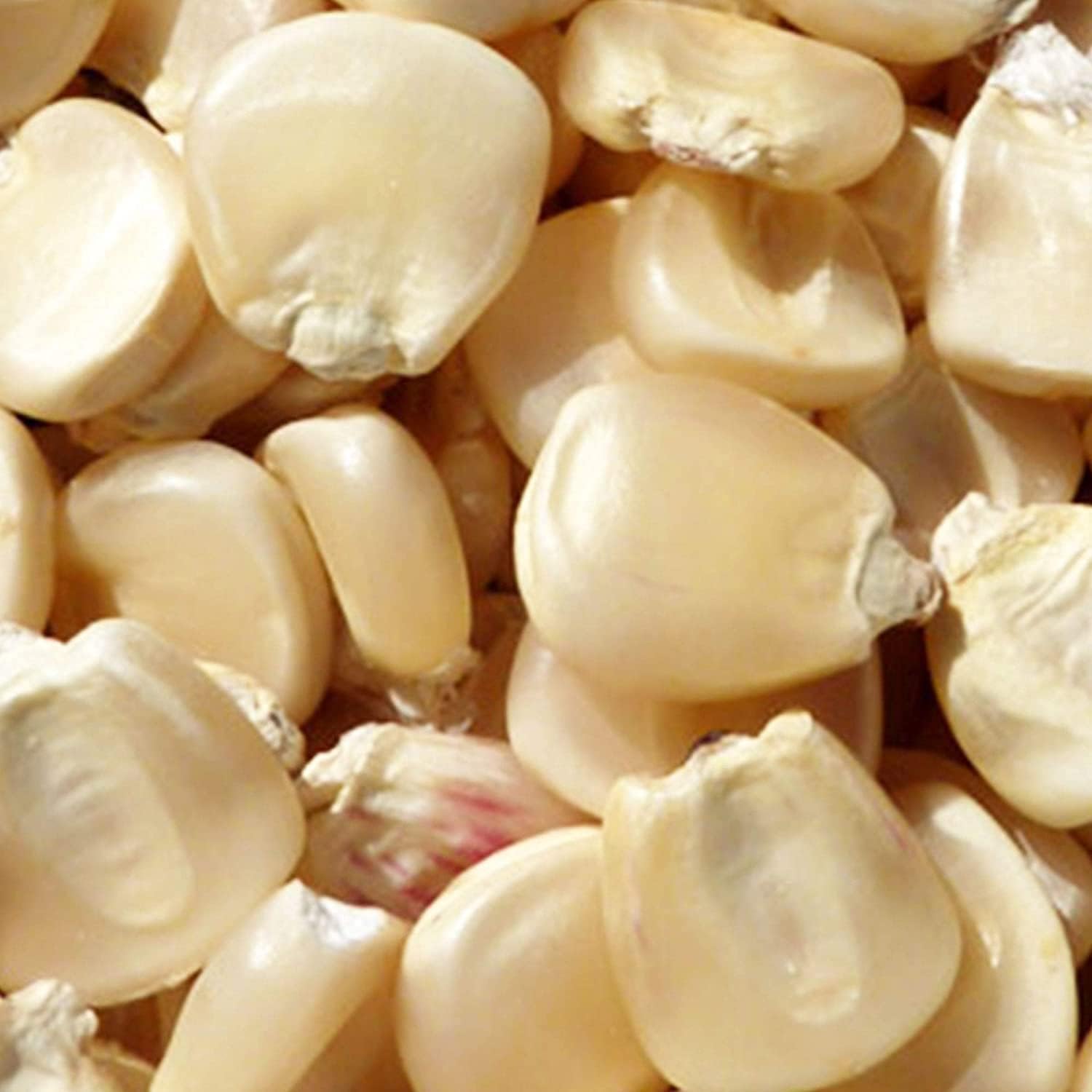 Hickory King Corn Seeds up to 50%