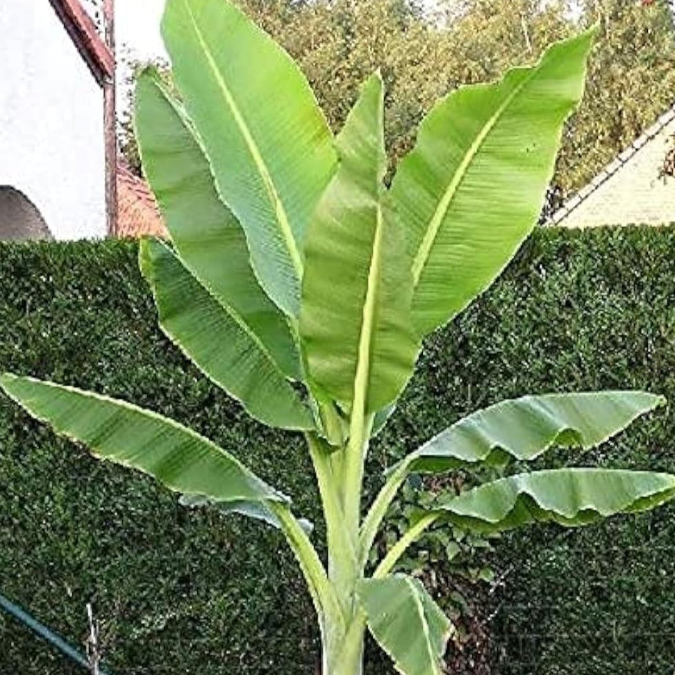 Ensete glaucum | Snow Banana Ornamental Plant Up to 50%