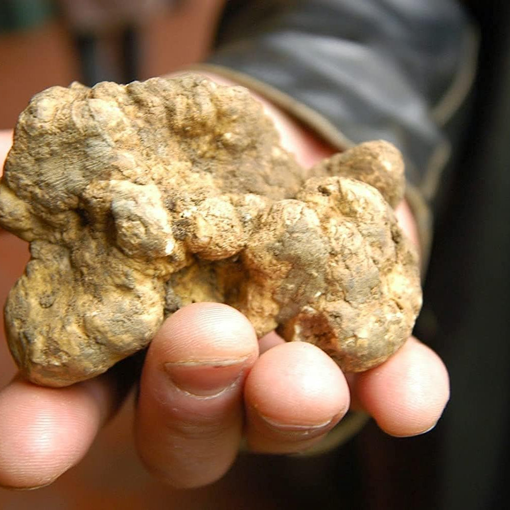 White Truffle Mushroom Spores up to 50%