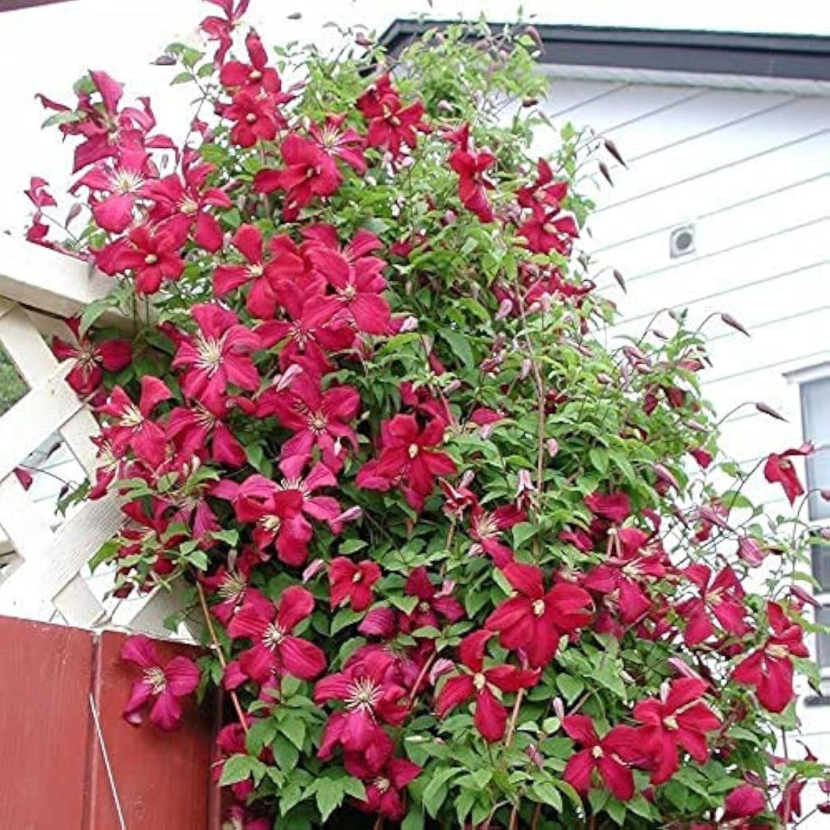 Clematis Flower Seeds – Red Perennial Climbing Vines – Up to 50%