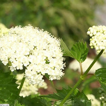 Arrowwood Viburnum Seeds