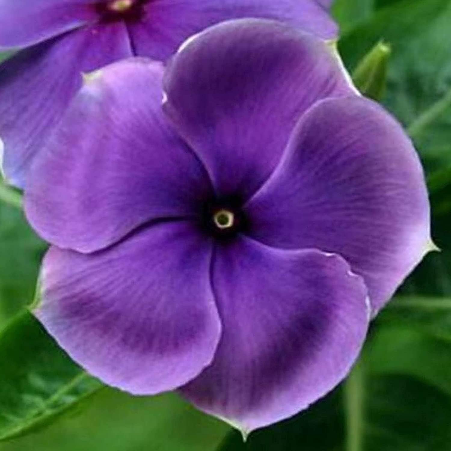 Mixed Vinca Periwinkle Seeds prime day up to 50%