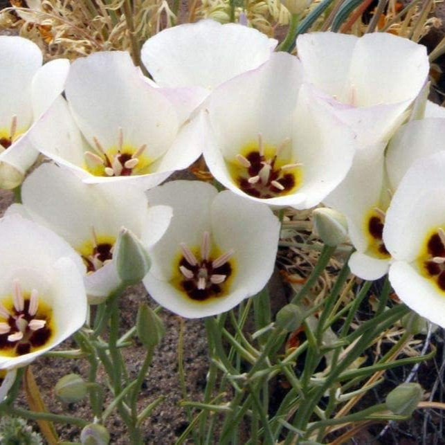Sego Lily Flower Seeds up to 50%