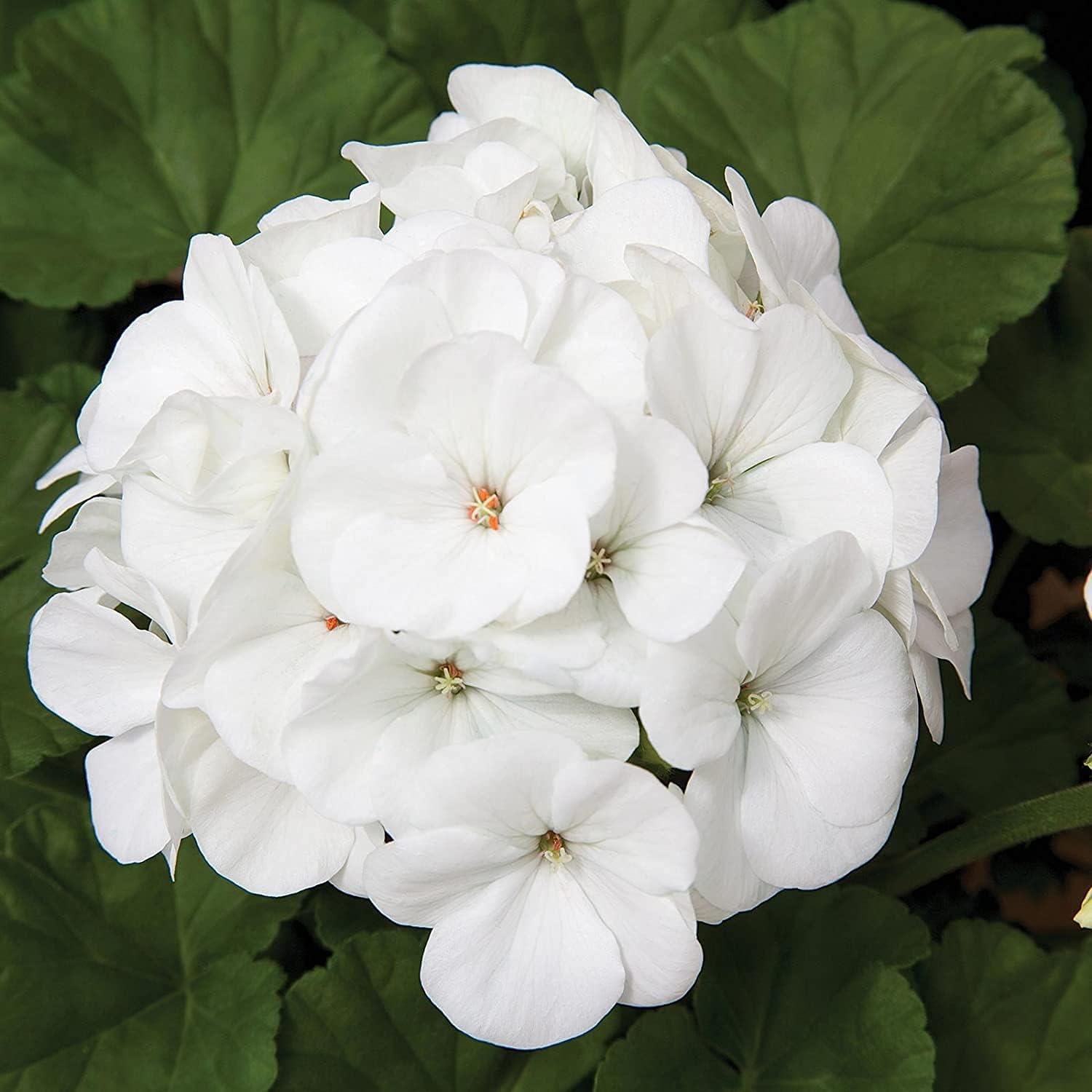 Geranium Flower Seeds – White Blooms | Up to 50%