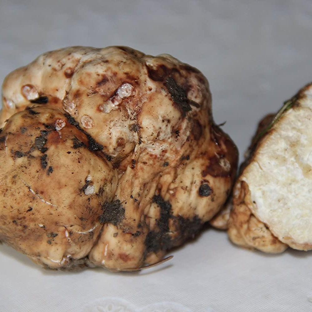 White Truffle Mushroom Spores