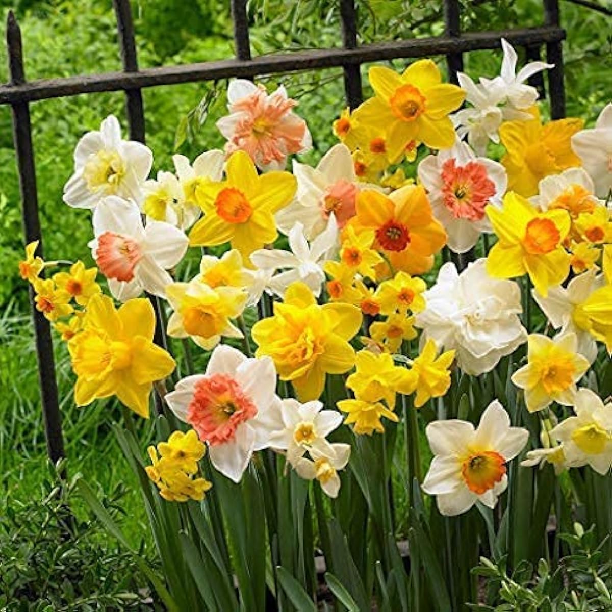 Double Petals Daffodil Seeds Up to 50% Off