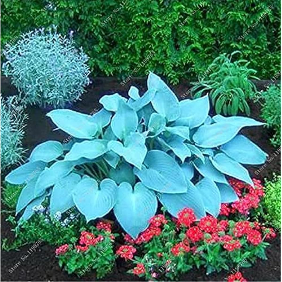 Mixed Hosta Perennial Lily Seeds – White Lace – up to 50%