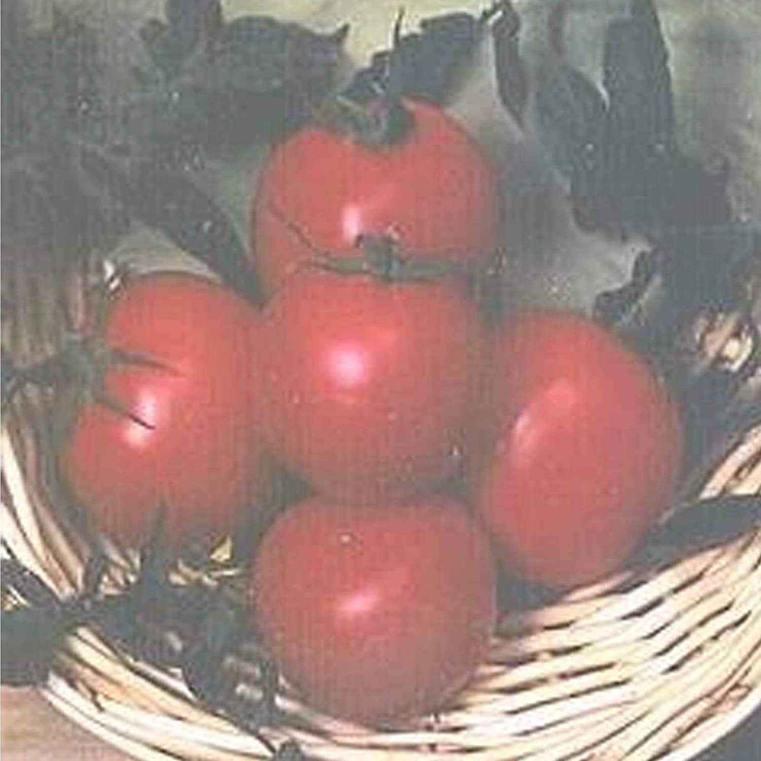 Marion Tomato Seeds prime day up to 50%