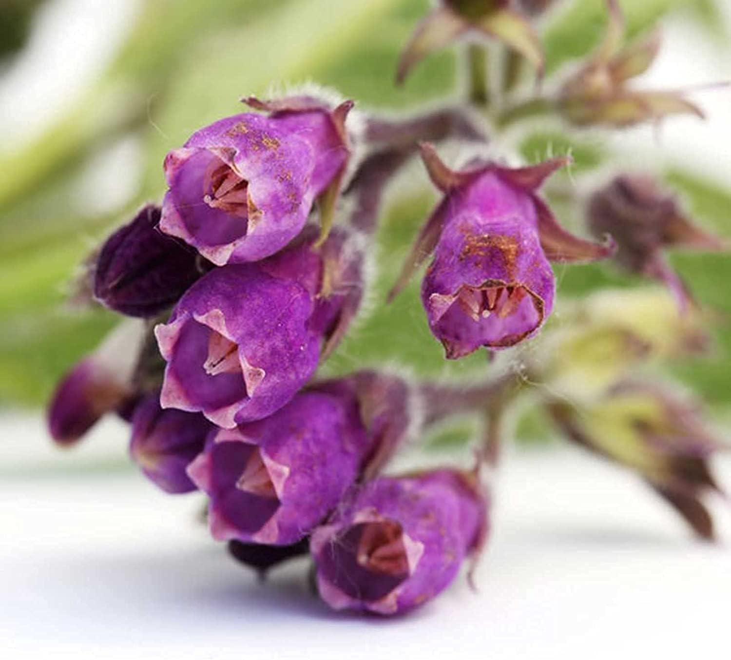 Symphytum Officinale (Comfrey) Seeds ¨C Non-GMO Perennial Herb ¨C up to 50%