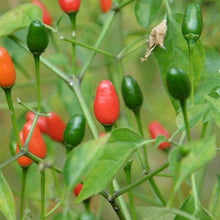 Chile Pequin Pepper Seeds