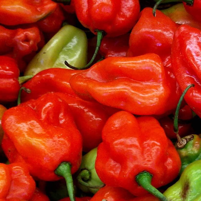 Aji Dulce Red Sweet Venezuelan Pepper Seeds – Heirloom Culinary Pepper – Up to 50%
