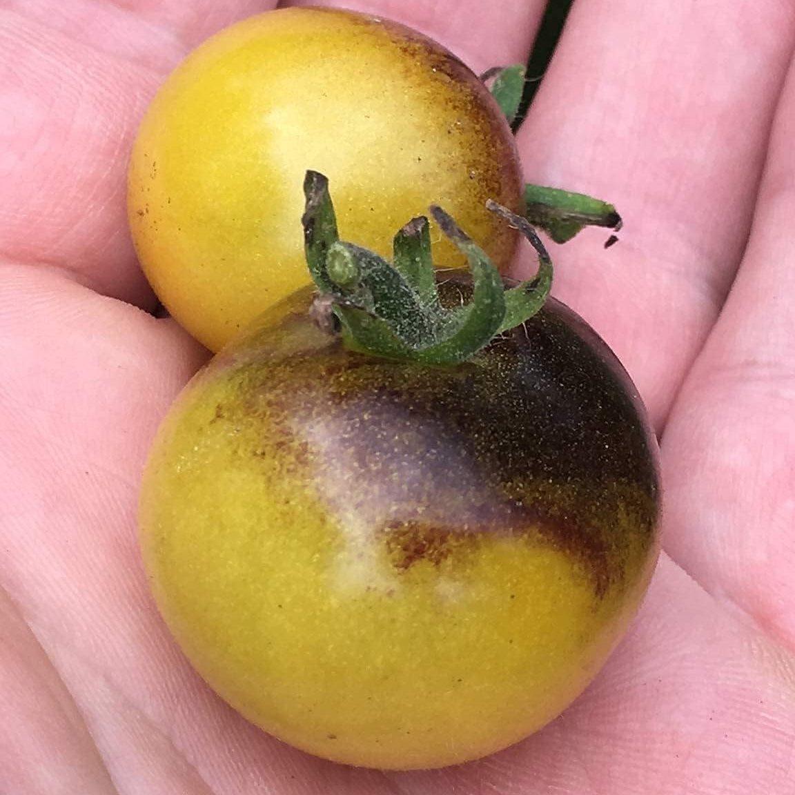 Blushing Cherry Tomato Seeds – up to 50%