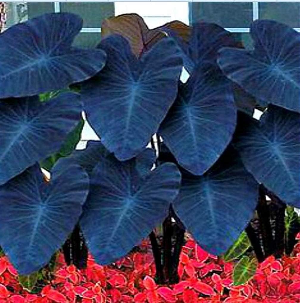 Giant Taro Plant Seeds up to 50%