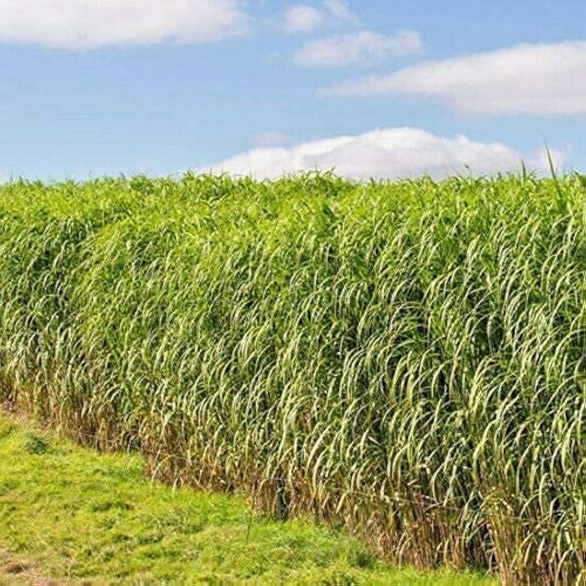 Switch Grass Ornamental Seeds Up to 50% Off