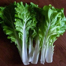Frilly Leaf Pak Choi Fun Jen Seeds