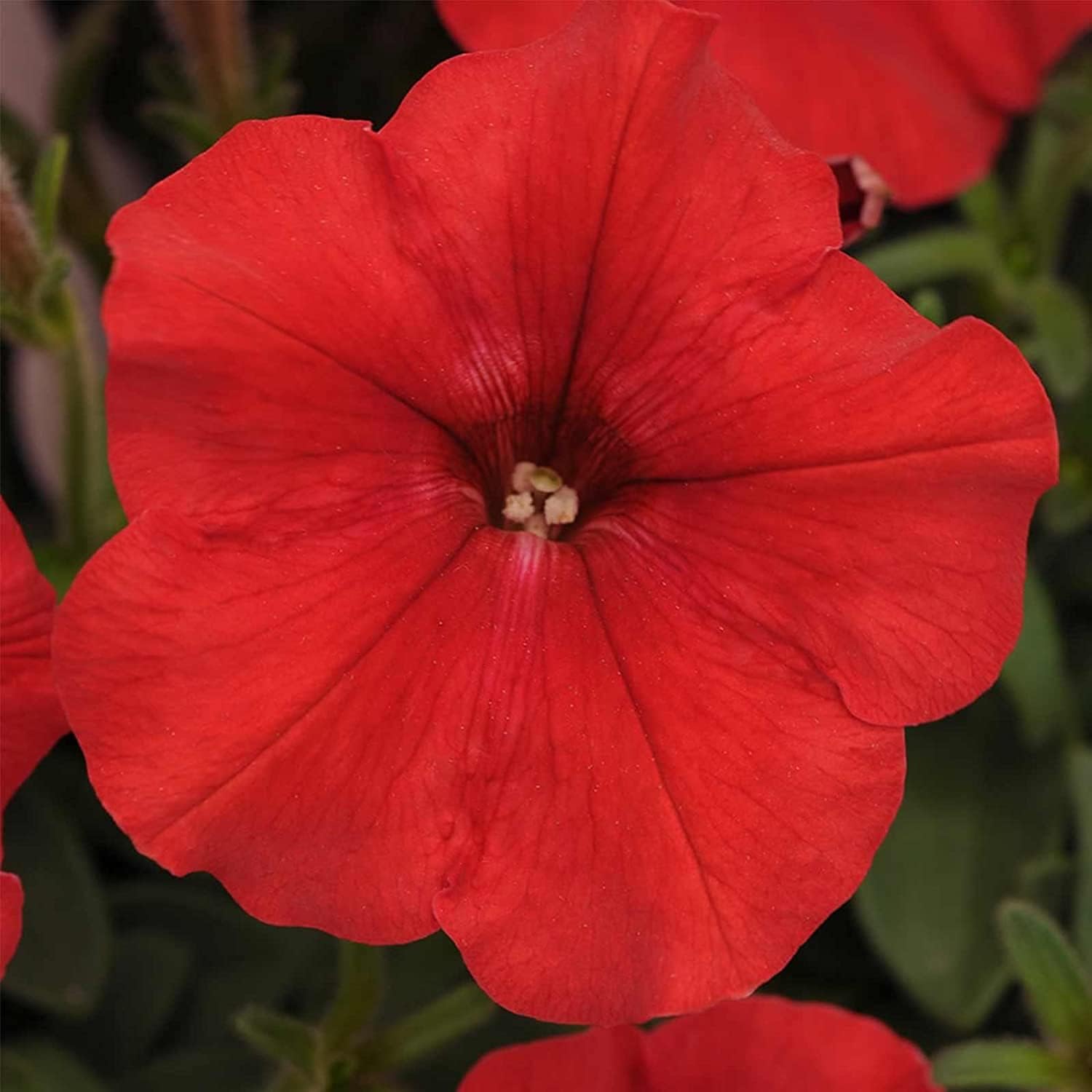 Easy Wave Petunia Seeds – Red Blooms | Up to 50%