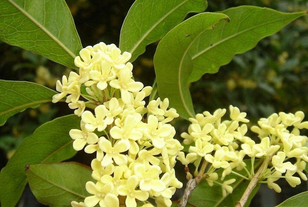 Osmanthus Fragrans (Sweet Olive) Seeds – Fragrant Ornamental Tree – up to 50%
