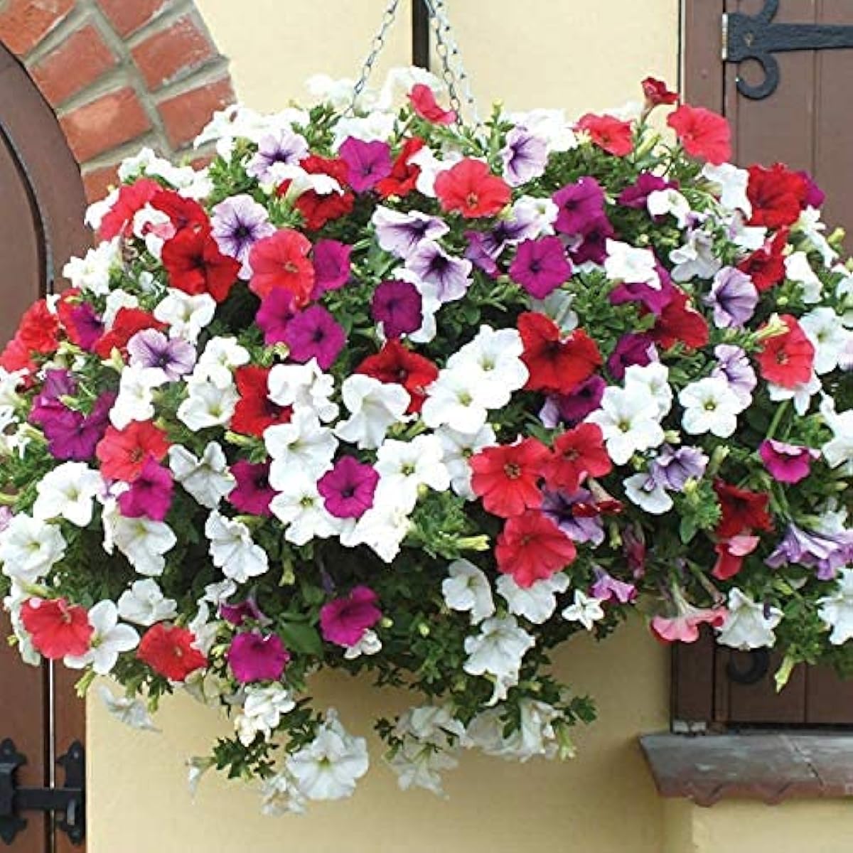 Petunia Flower Seeds prime day up to 50%