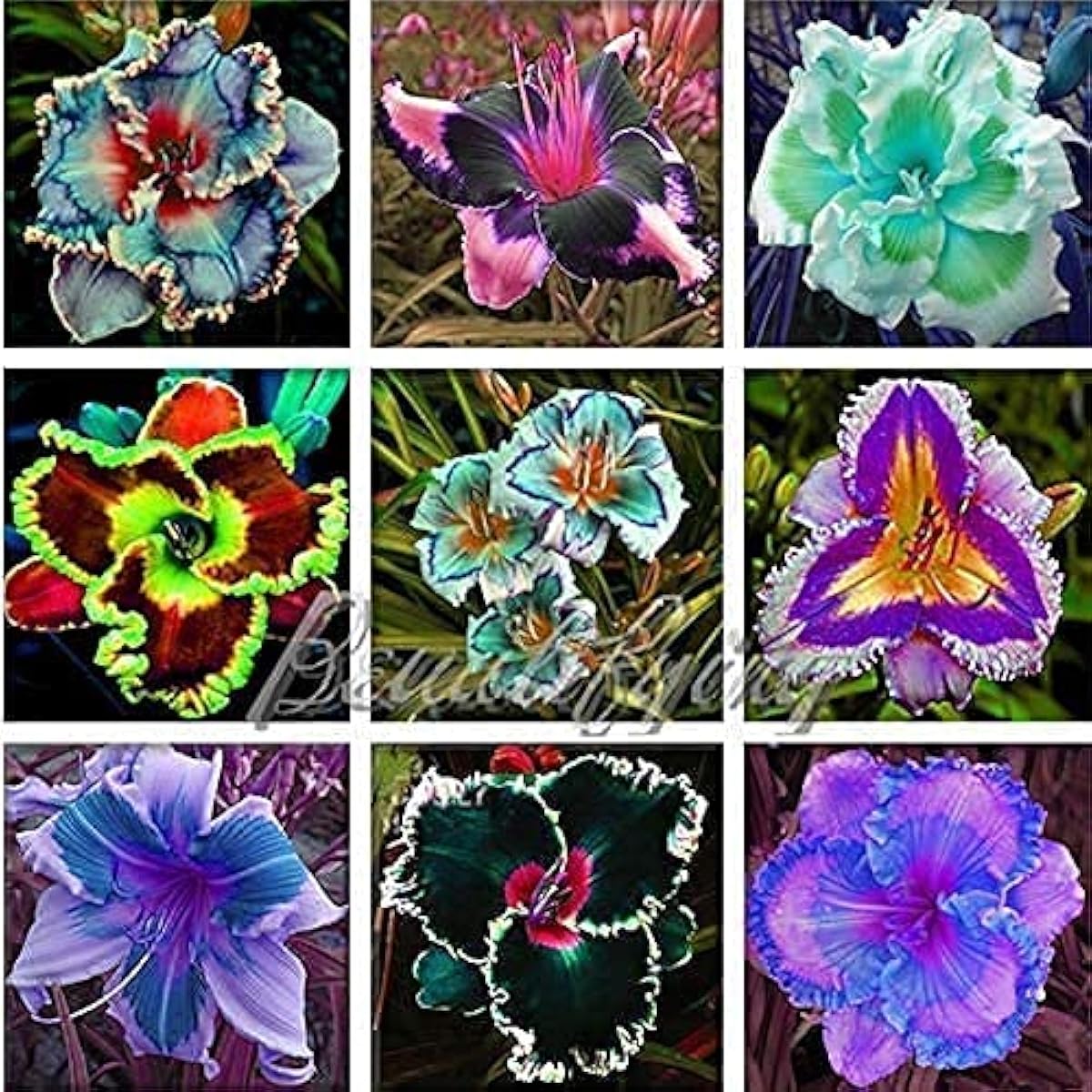 Hybrid Bright Daylily (Hemerocallis)  Seeds
