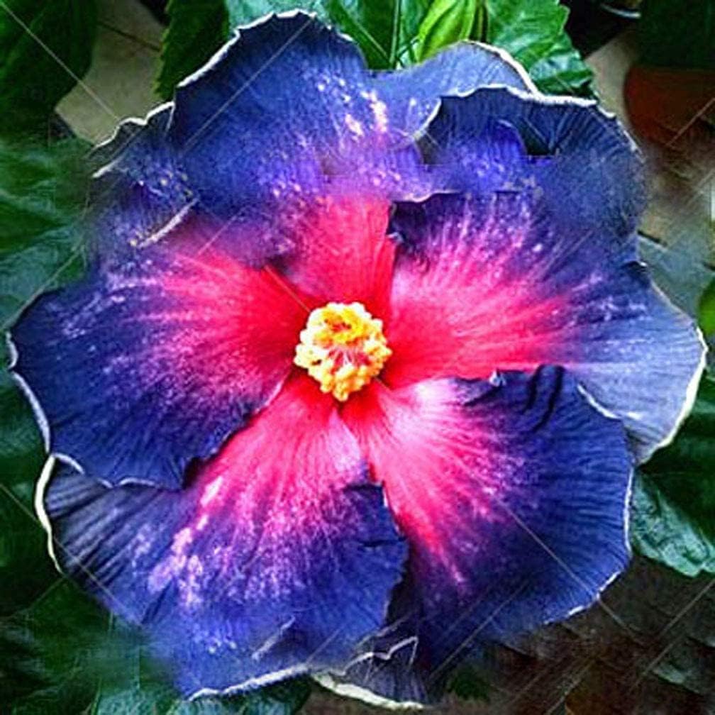 Giant Hibiscus Flower Seeds – Ornamental Bonsai &amp; Garden Plant – Up to 50%