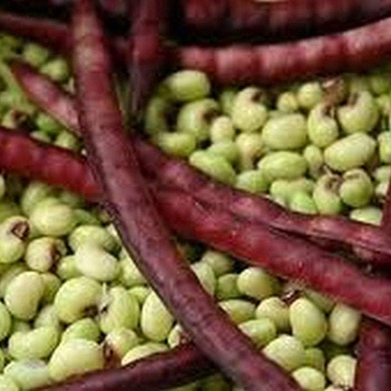 Purple Hull Pinkeye Cowpea seeds up to 50%