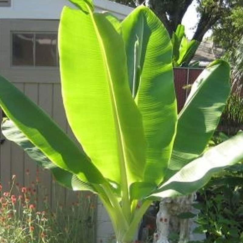 Ensete glaucum（Snow Banana）seeds up to 50%