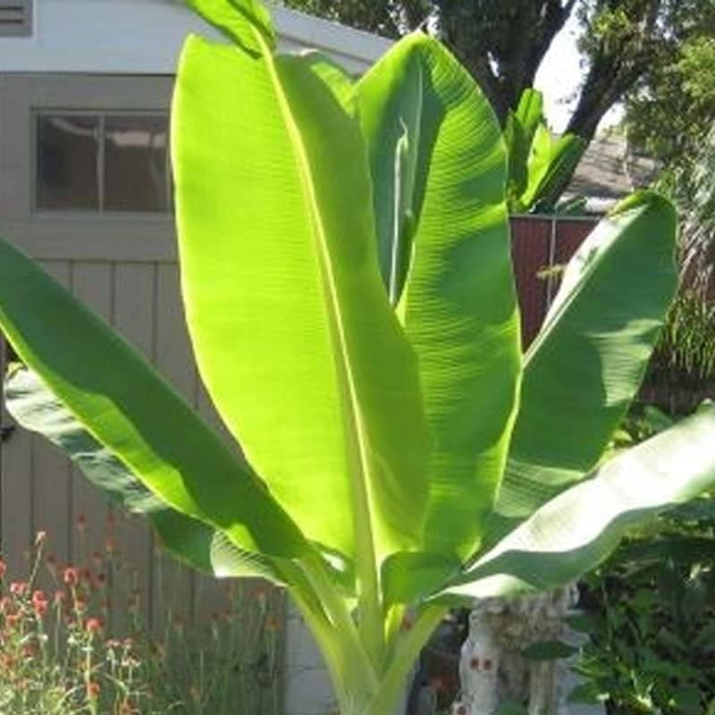 Ensete glaucum | Snow Banana Ornamental Plant up to 50%