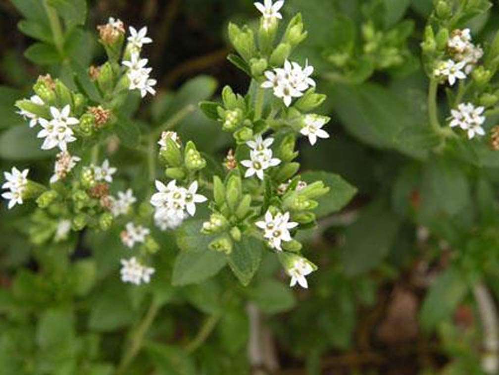 Stevia Rebaudiana Seeds - Larger Packet High Germination 6000-120000 Onsaleseeds