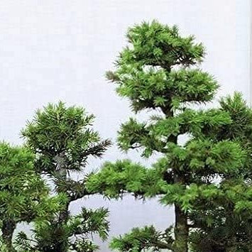 Japanese White Spruce Bonsai Seeds Up to 50% Off