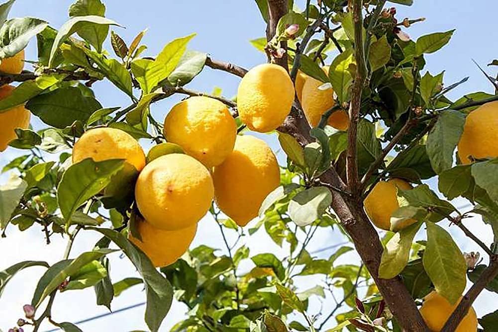 Lemon Tree Seeds up to 50%