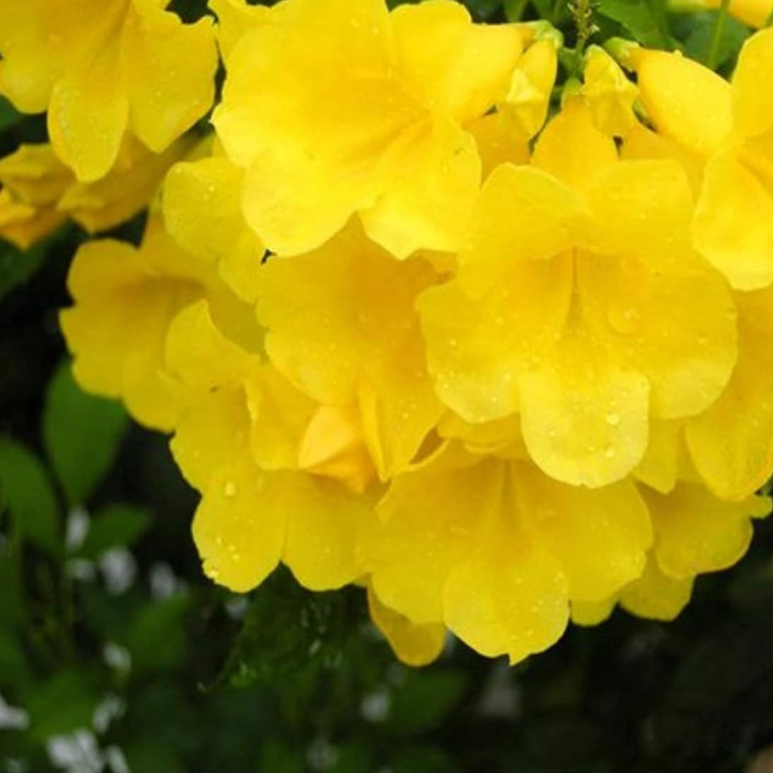 Yellow Bells | Tecoma stans Flowering Shrub Up to 50%