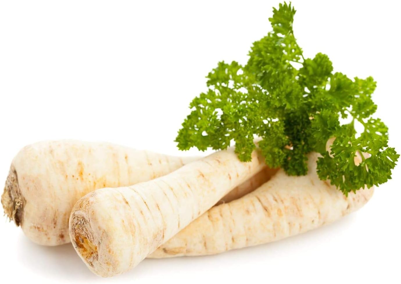 Dutch Hamburg Parsley Seeds up to 50%