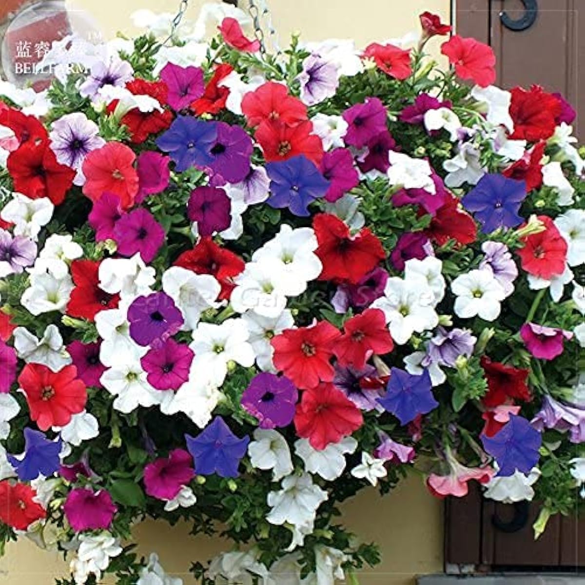 Hanging Petunia Basket Seeds Up to 50% Off