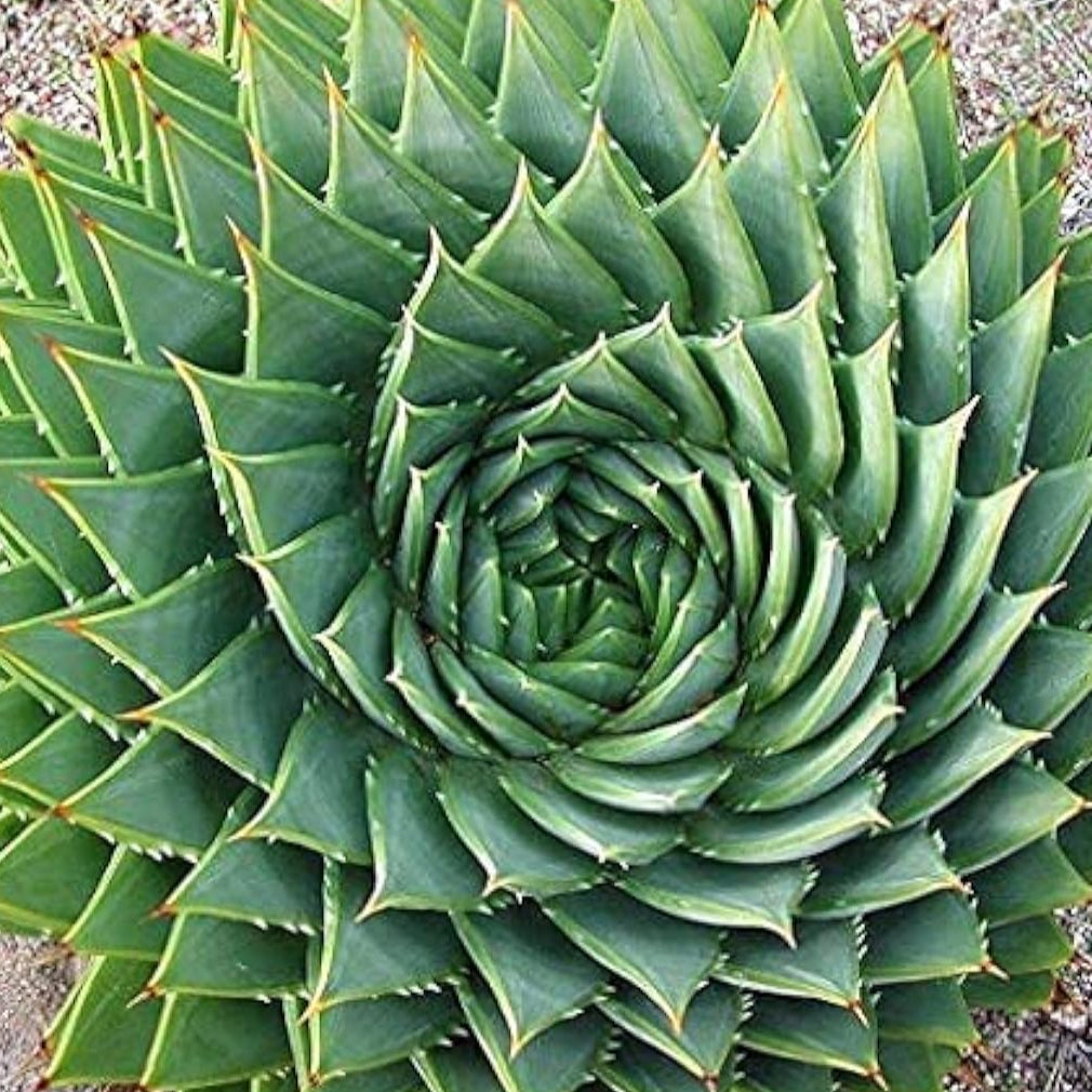 Spiral Aloe Succulent Seeds Up to 50% Off