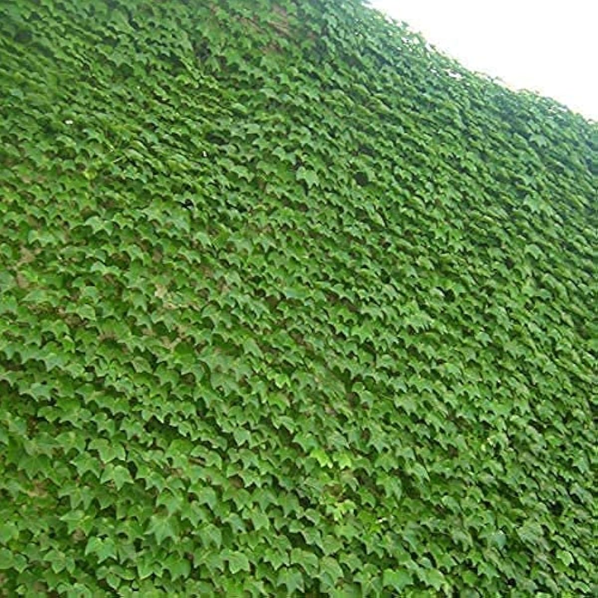 Boston Ivy Climbing Seeds Up to 50% Off