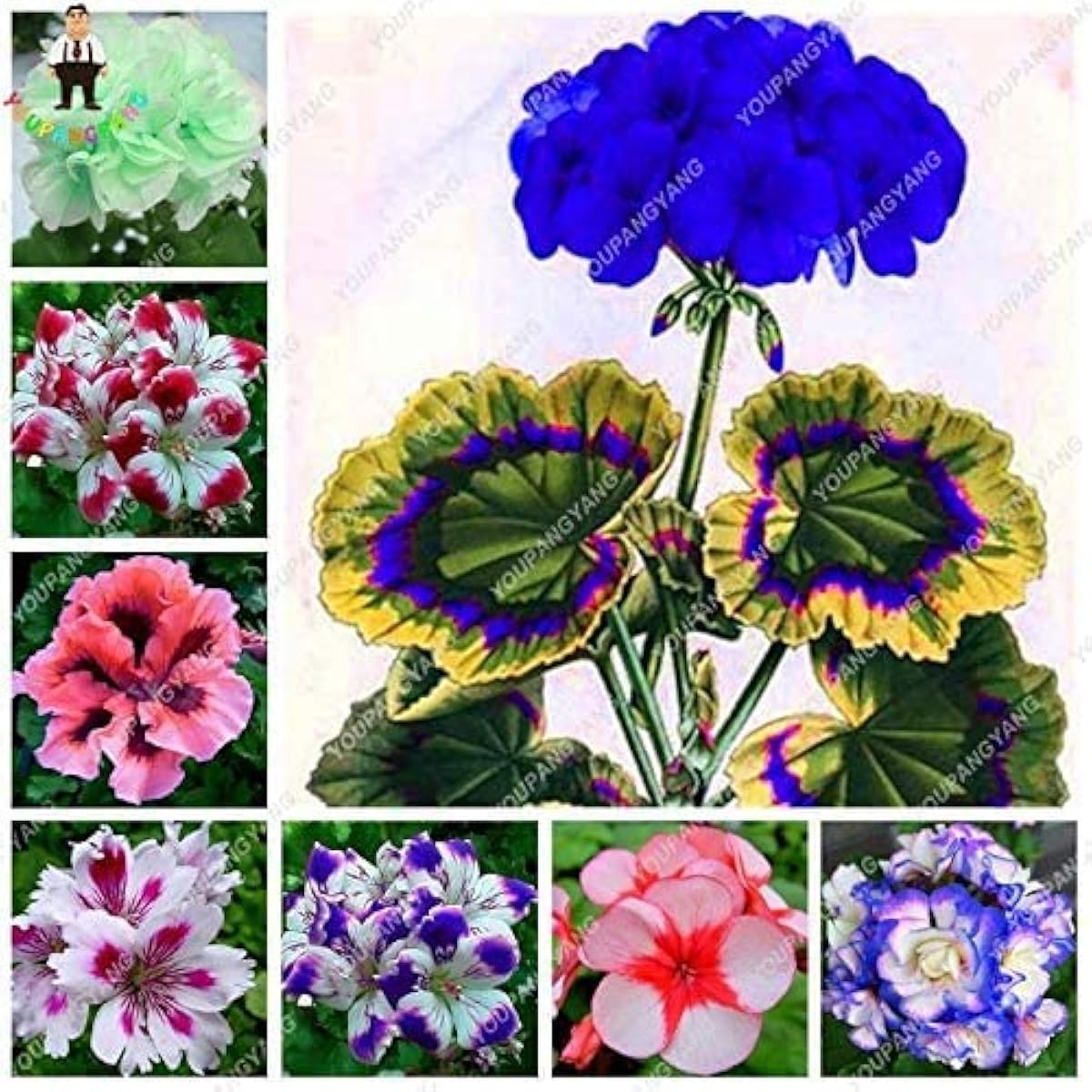 Violet Geranium Flower Seeds Up to 50% Off