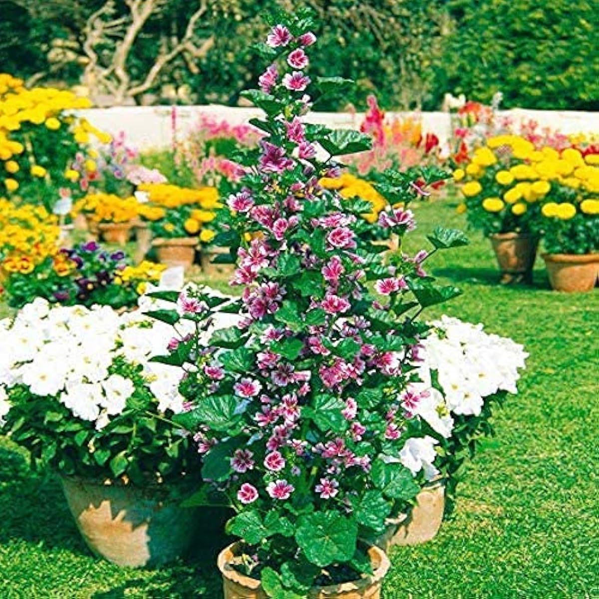 Malva sylvestris &#39;Zebrina&#39; seeds prime day up to 50%