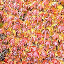 Boston Ivy Seeds