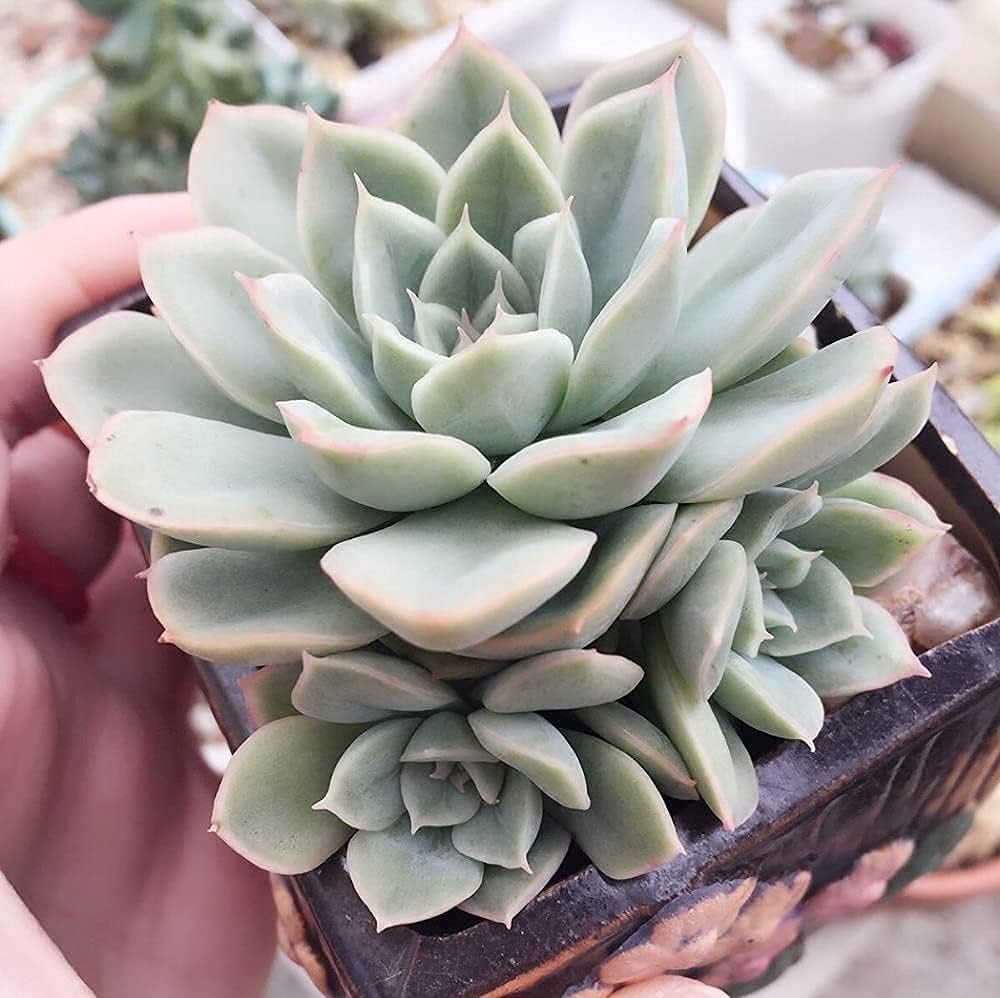 Moon Fairy Succulent Seeds prime day up to 50%