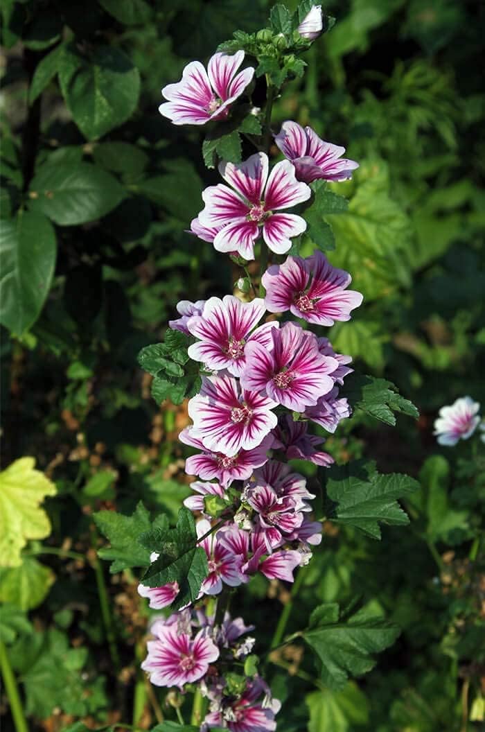 Malva sinensis Cavan Seeds up to 50% MAL01