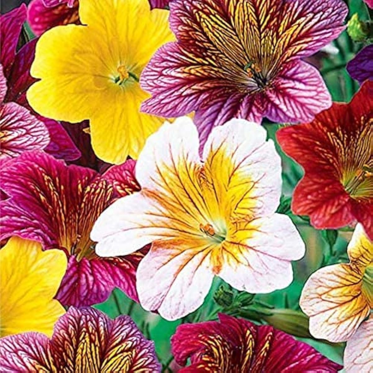 Painted Tongue Flower Seeds prime day up to 50%
