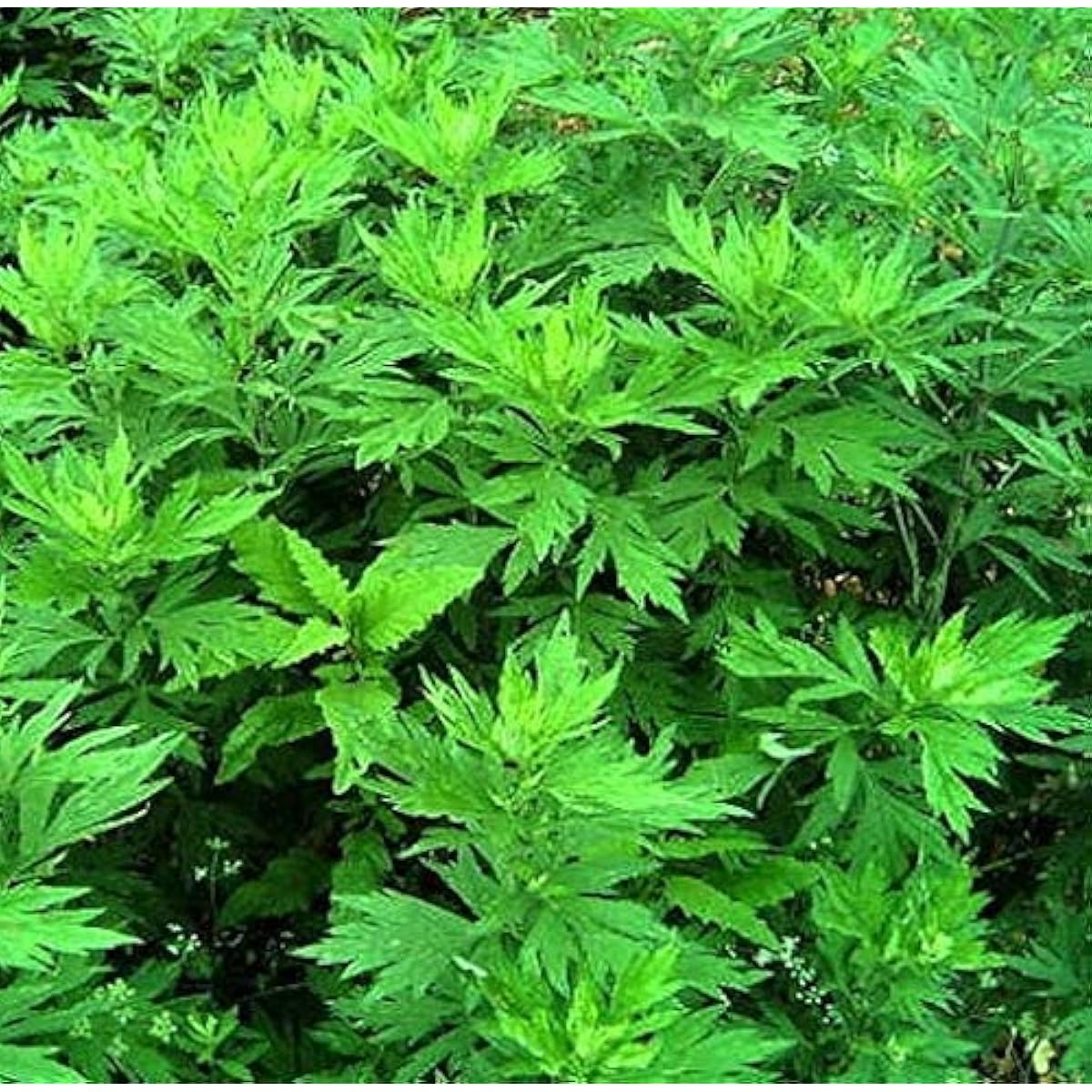 Blumea Balsamifera Plant Seeds Up to 50% Off