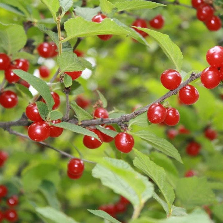 Nanking Cherry Seeds