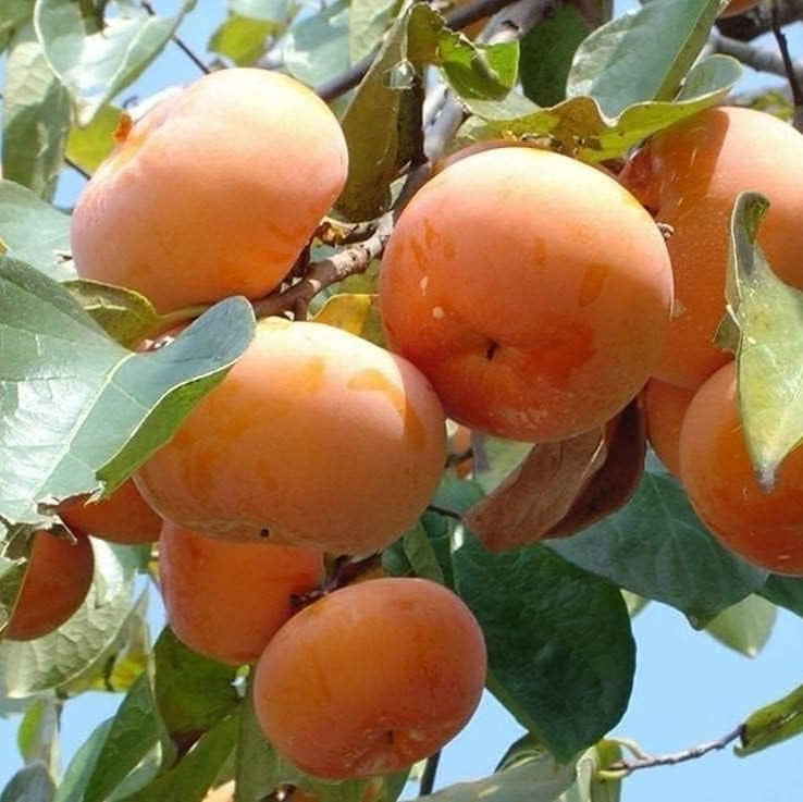 Japanese Persimmon Tree Seeds up to 50%