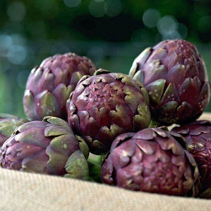 Purple Romagna Artichoke Seeds up to 50%