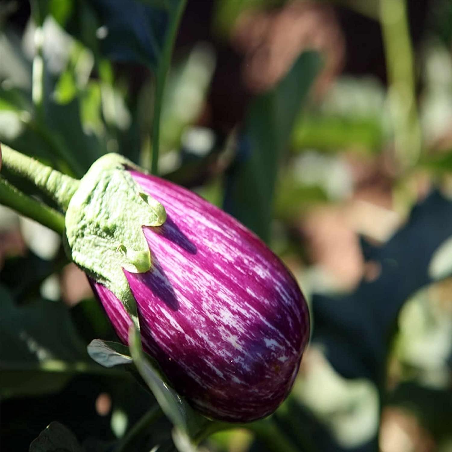 Fairy Tale Hybrid Eggplant Seeds – Non-GMO Vegetable | up to 50%