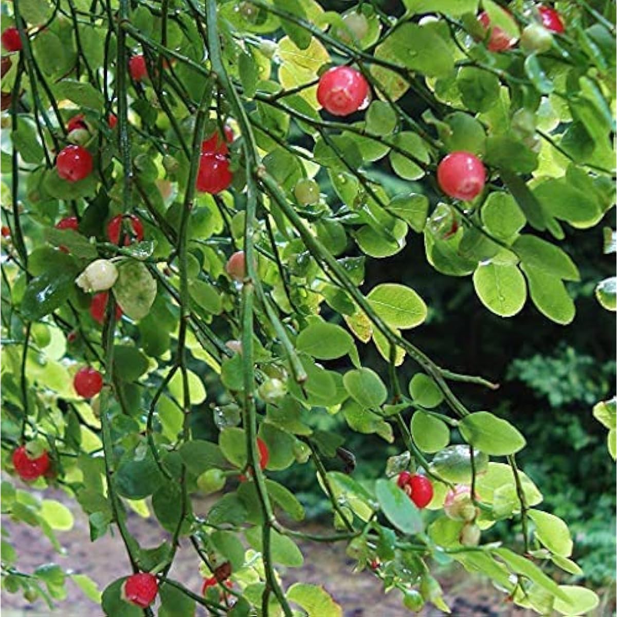 Red Huckleberry Plant Seeds Up to 50% Off