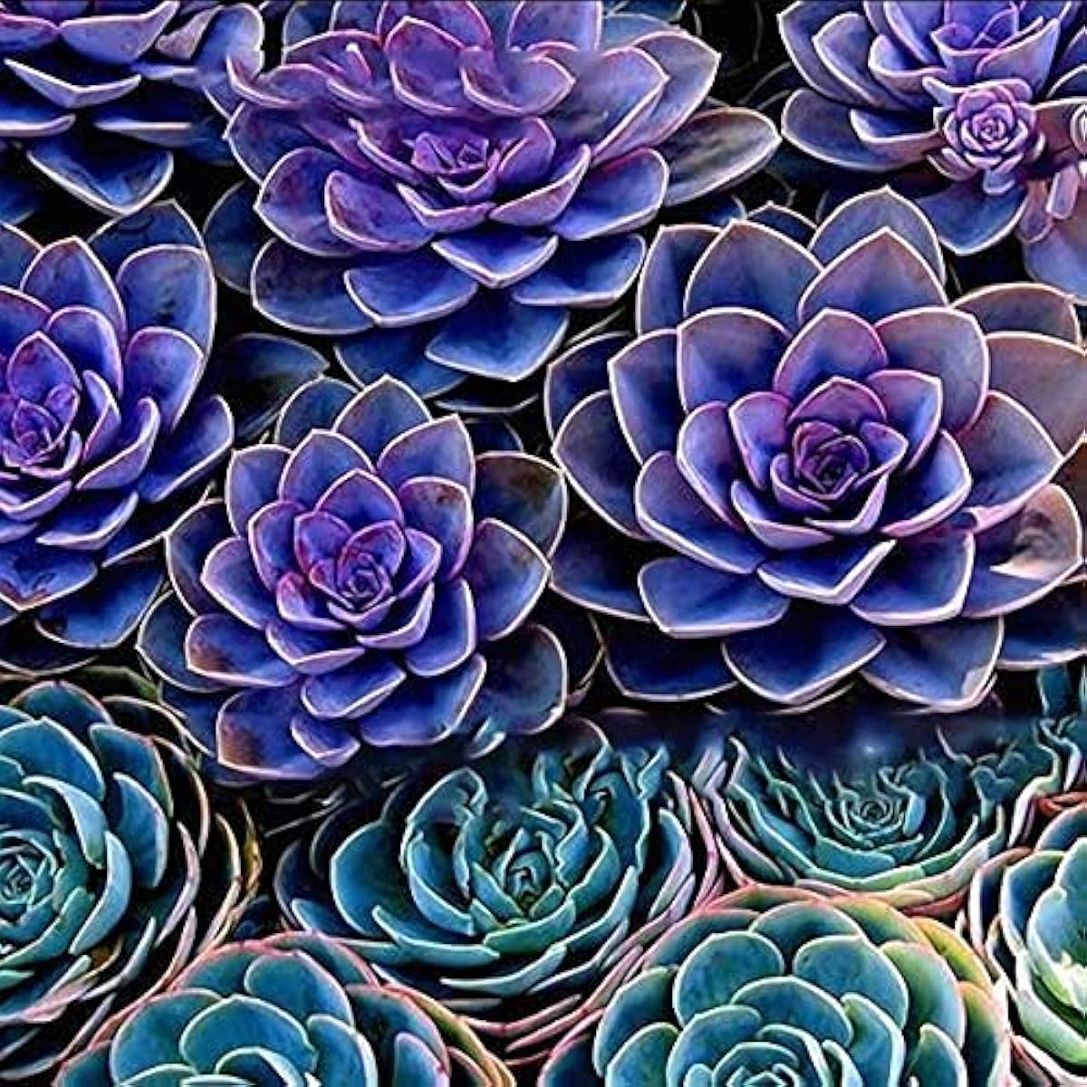 Peony Succulent Seeds – Unique Decorative Bonsai Plants – up to 50%