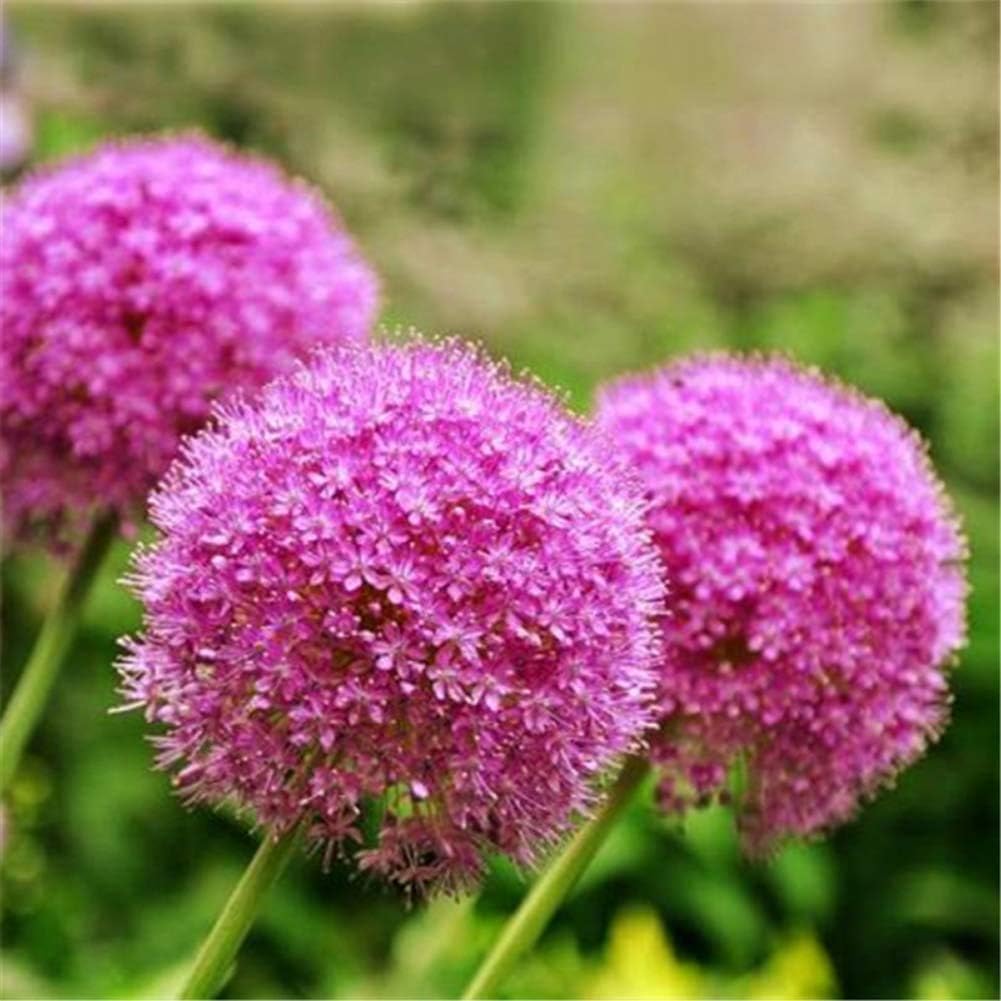 Giant Allium giganteum – Dreamlike Pink Onion Flower for Garden Decoration Up to 50%