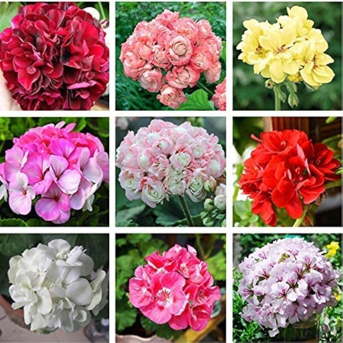 Mixed Color Geranium Seeds up to 50%